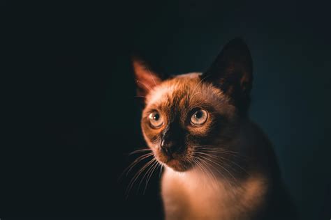 Woman Carrying Siamese Cat · Free Stock Photo