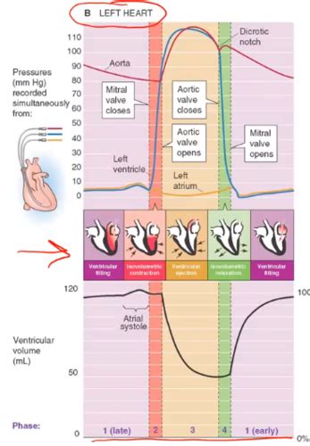 Cardiac Output Flashcards Quizlet