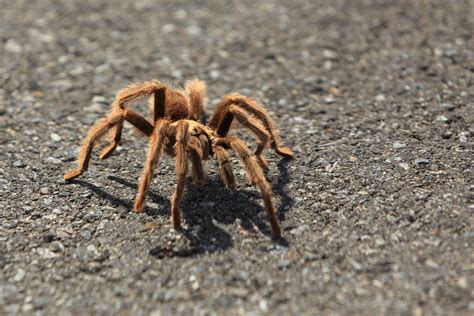 Tarantulas Looking For Love In California Hikers Warned