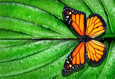 Colorful Monarch Butterfly On Green Leaf In Water Drops Stock Image