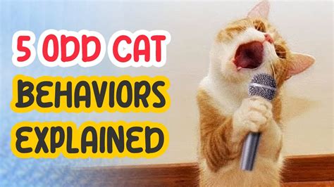 Odd Cat Behaviors Explained Youtube