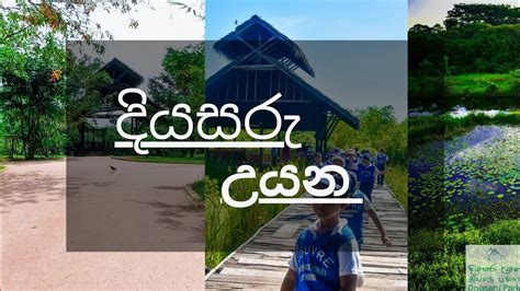 Diyasaru Park Short Documentary Diyasarupark Naturelovers