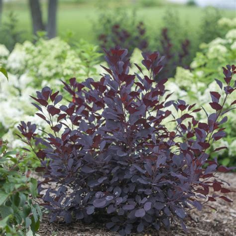 Winecraft Black® Smokebush Cotinus Coggygria Proven Winners