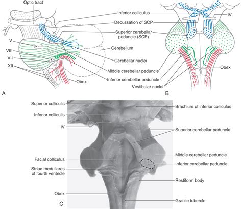 The Cerebellum Clinical Gate