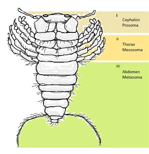 Metamerism Definition And Examples Biology Online Dictionary