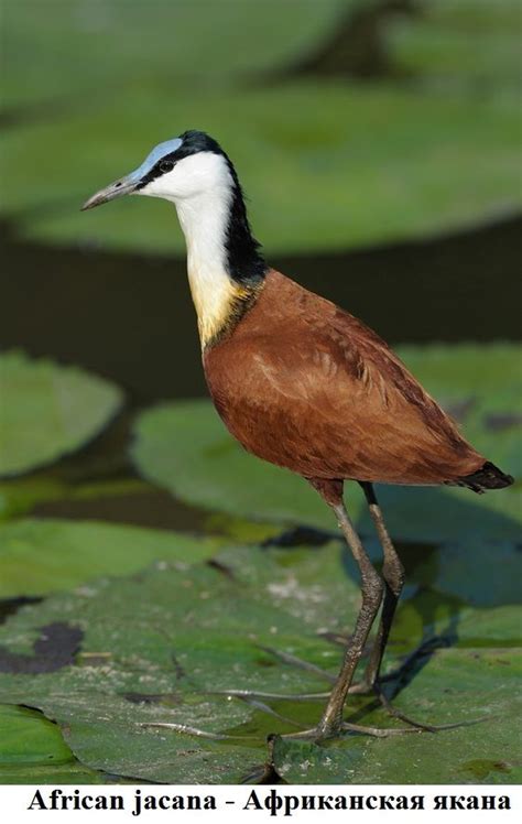 Pin on kuşlar | African, Image types, Birds