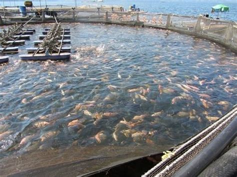 El silicio orgánico mejora el crecimiento y la salud de la tilapia híbrida