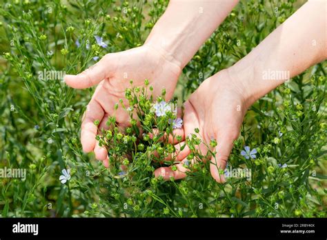 Female Hands Hold Flax Plants With Flowers Against The Background Of A