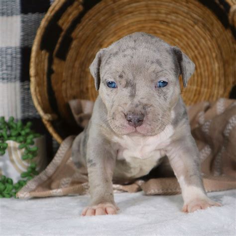 XL Bully Puppies For Sale