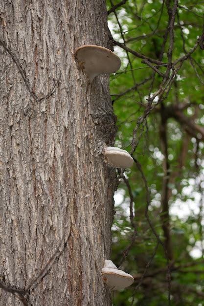 Hongos en un viejo tronco de árbol texturizado naturaleza y parques