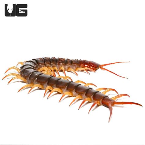 Peruvian Giant Centipede For Sale - Underground Reptiles