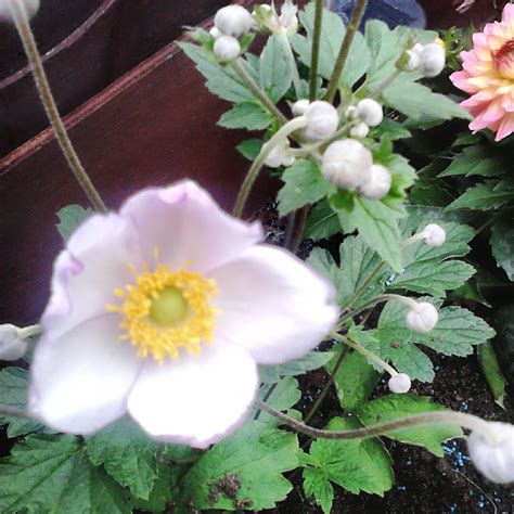 Anemone Hupehensis Var Japonica Pink Saucer Japanese Anemone Pink