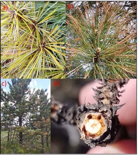 Pine Wilt Disease 2 915 Extension