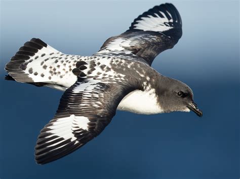 Cape Petrel, Daption capense Profile: Facts, Traits, Range, Diet ...