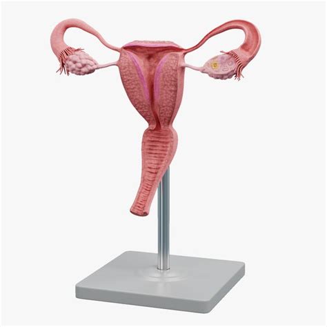 Female Genitals 3d Models For Download Turbosquid