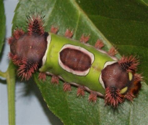 Caterpillars with a Sting | Gardening in the Panhandle