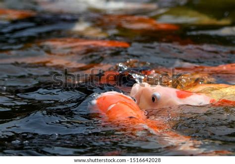 Koi Fish Fancy Mirror Carp Pond Stock Photo 1516642028 | Shutterstock