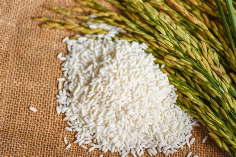 Arroz genéticamente modificado mejora su rendimiento en 40 Agro Bio