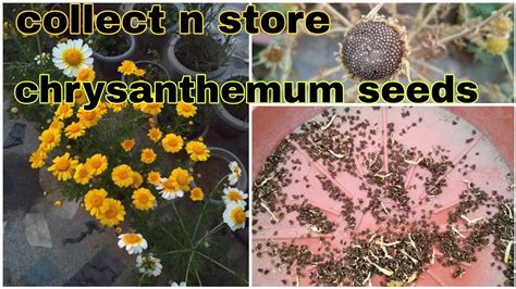 Chrysanthemumseedhow To Collect And Store Chrysanthemum Flower Seeds