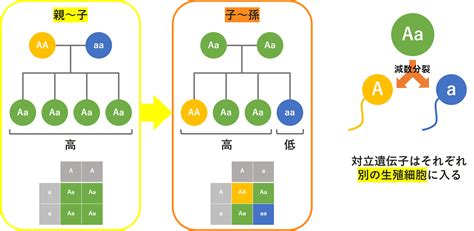 U Are Biomedicalist基礎知識