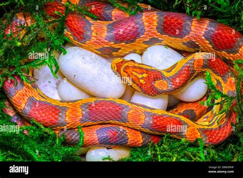 Corn Snake Pantherophis Guttatus Female With Recently Laid Eggs