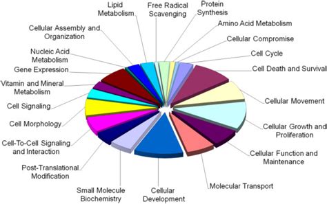 Molecular And Cellular Functions Associated With Mtor Regulated Genes