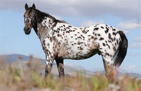 Qual O Cavalo Mais Caro Do Mundo Veja A Resposta Aqui Fazenda Da