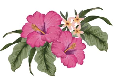 Hawaiian Flower Pictures Clipart Best Flower Site