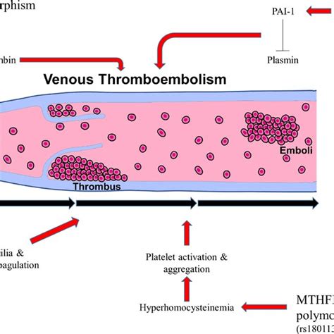 Overall Gene Mechanisms Related To Venous Thromboembolism VTE