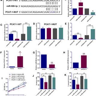 Knockdown Of Lncrna Pcat Suppressed Escc Cell Proliferation Invasion