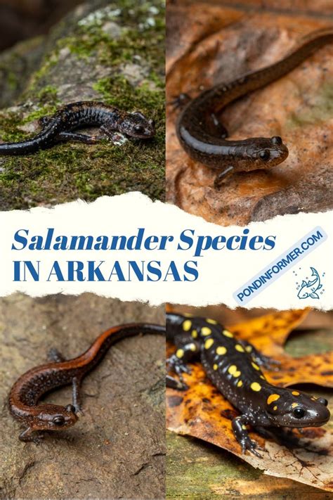 Four Different Types Of Salamander Species On Rocks And Leaves With