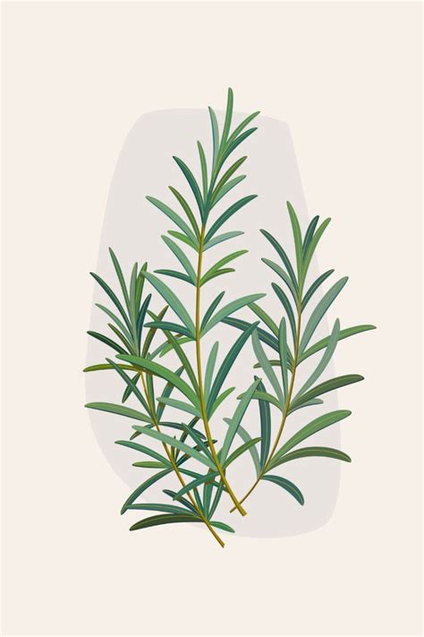 Sprig Rosemary Flat Vector Colorful Illustration Stock Vector Royalty