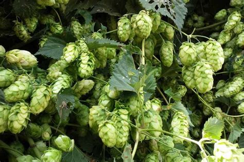 Citra Hops: A Complete Guide - Ollie