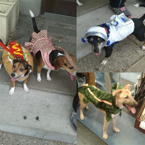 Halloween Dog Costumes