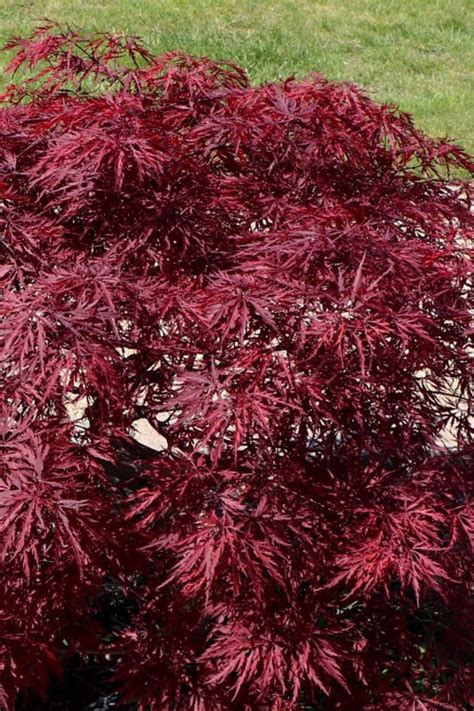 Buy Red Dragon Dwarf Japanese Maple High Graft Single Trunk Tree Form Free Shipping