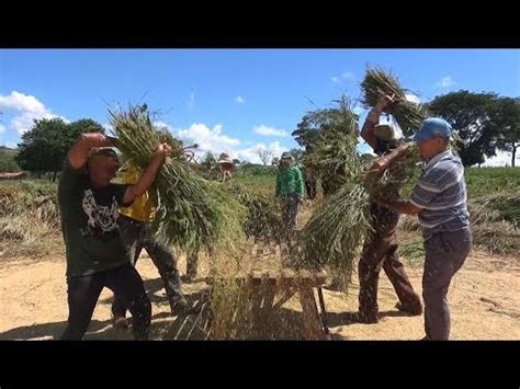 Colheita Tradicional De Arroz Youtube