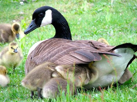 Premium Photo Canada Goose With Goslings On Grassy Field