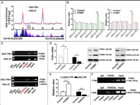 Human Telomerase Reverse Transcriptase Htert Promotes Integrin β 1