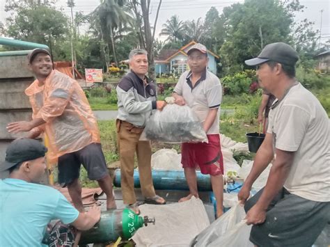 Tingkatkan Ketahanan Pangan Hewani Pemdes Marga Sakti Panen Ikan Nila