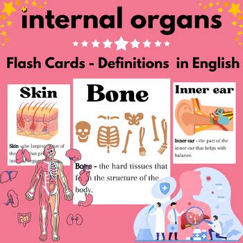 Internal Organs Flash Cards Definitions Body Parts By Estudiante Sam