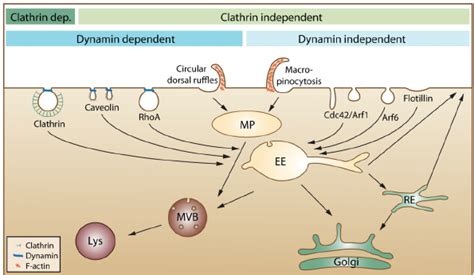 An Overview Of Cellular Endocytic Mechanisms The Various Endocytic