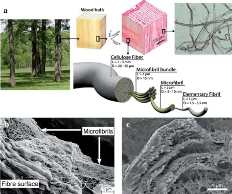 A Schematic To Show The Hierarchical Structure Of Wood Fi Bers B