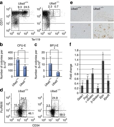 Uba5 Is Indispensable For The Development Of Erythroid Cells A