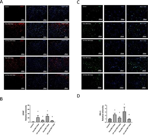 The Role Of LA In SNI Induced Glial Cell Reactions A The GFAP