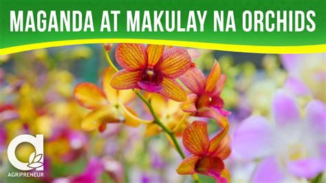 Matuto Sa Pagaalaga Ng Orchid Kasama Ang C B Orchid Farm YouTube