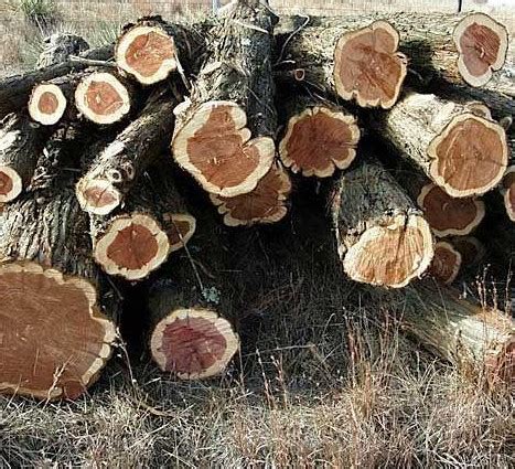 Cedar logs - Wood Hound