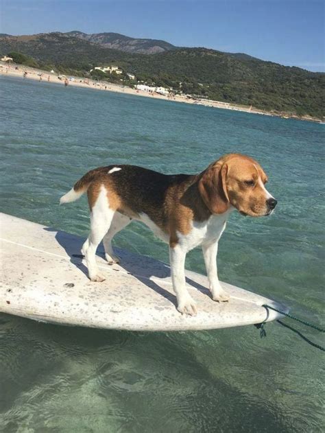 Begal dogs – Artofit