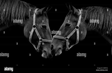 Cheval Alezan Banque D Images Noir Et Blanc Alamy