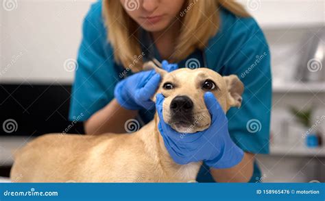 Friendly Female Veterinarian Checking Dog Ears Complete Pet Physical