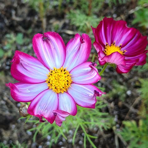 A Garden of Cosmos: Master the Art of Growing These Beautiful ...
